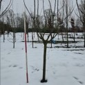 Malus domestica 'Red Elstar' - 3