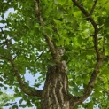 Ginkgo biloba - mei 2026.