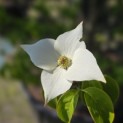 Cornus kousa 'Milky Way' - Foto 3