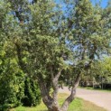 Quercus Suber - 1
