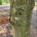 Fagus sylvatica 'Atropunicea' - Foto 4