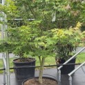 Acer palmatum 'Osakazuki - Foto 7