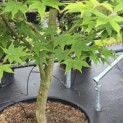 Acer palmatum 'Osakazuki - Foto 6