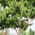 Heptacodium miconioides - 4