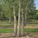 Quercus Suber - 1