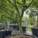 Acer palmatum 'Osakazuki - Foto 5