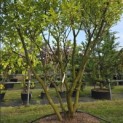 Magnolia 'Susan' - 5