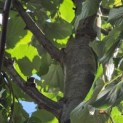 Tilia tomentosa 'Brabant' - Foto 1