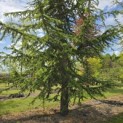 Cedrus libani - 2