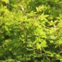 #278 Acer palmatum Japanischer Ahorn
