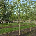 Juglans regia 'Cyril' - Foto 1