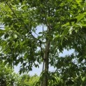 Alnus x spaethii 'Spaeth' - juni 2026