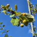Malus floribunda - Foto 1