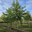Morus alba 'Macrophylla' - 1