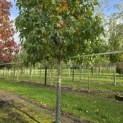 Liquidambar styraciflua - 3