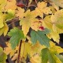 Acer Rubrum 'Brandywine' - 1