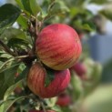 Malus domestica 'Elstar' - 2