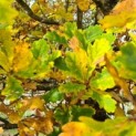Quercus robur - Foto 1