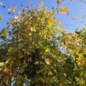 Carpinus betulus 'Pendula' - 3