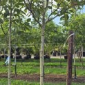 Juglans regia 'Cyril' - Foto 1