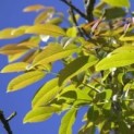 juglans regia