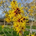 Hamamelis mollis - Foto 2