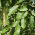 Carpinus Henryana - blad nazomer