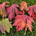 Acer palmatum 'Aconitifolium' - Foto 2