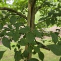 Styrax japonicus - 1