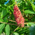 Rhus typhina - Foto 4