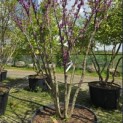 Cercis siliquastrum - 3
