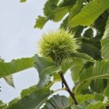 Castanea sativa 'Lyon' - 1