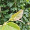Parrotia persica 'Vanessa' - Foto 4