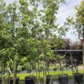Quercus ilex - 1