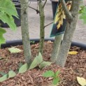 Quercus rubra - 1