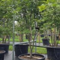 Acer palmatum 'Osakazuki' - Foto 4