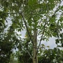Aesculus x Arnoldiana 'Autumn Splendor' - 3