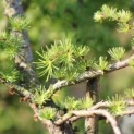 Larix kaempferi 'Diana' - impressie jonge naalden in het voorjaar