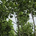 Liriodendron tulipifera 'Aureomarginatum' - 2