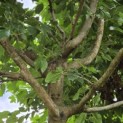 Morus alba 'Macrophylla' - Foto 1