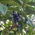 Prunus laur. Caucasica - 1