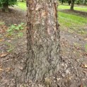 Betula nigra - Afbeelding 3