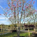 Magnolia 'Galaxy' - 2