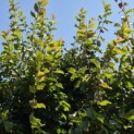 Parrotia persica 'Vanessa' - 7