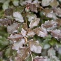 Fagus sylvatica 'Atropunicea' - zomerblad