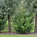 Prunus laur. Rotundifolia - Foto 1