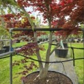 Acer palmatum 'Bloodgood' - Foto 3