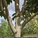 Magnolia 'Wada's Memory' - Foto 4