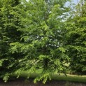 Carpinus betulus - 2
