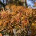 Acer palmatum 'Emerald Lace' - 8